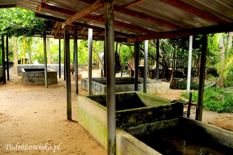 Farma żółwi w Kosgoda (10)