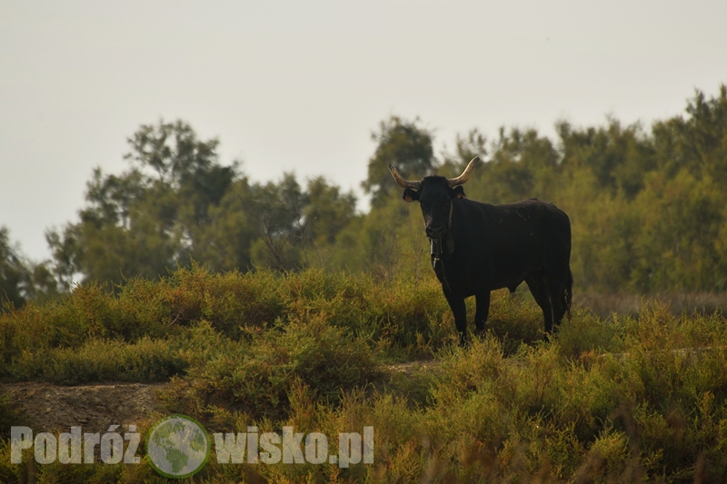 Czarny byk w Camargue